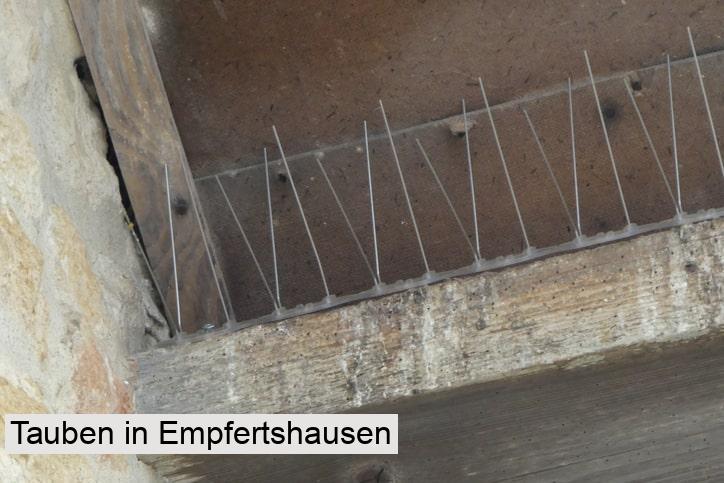 Tauben in Empfertshausen